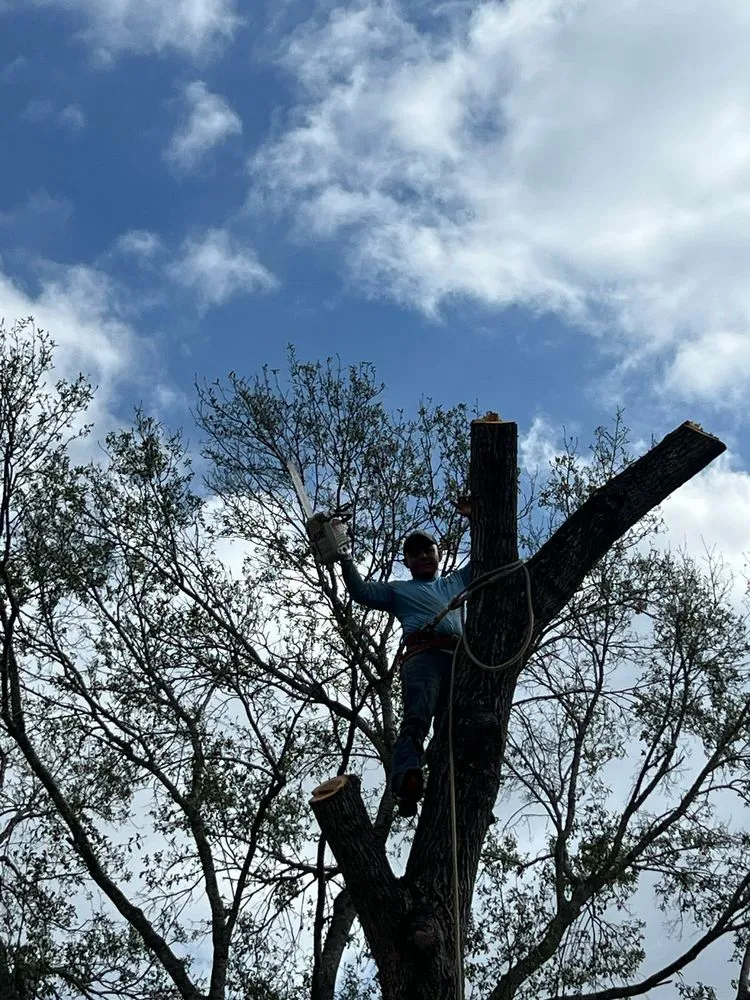 Custom landscape design in Houston, TX by Gonzalez Landscape