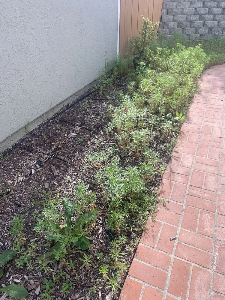 Trusted yard maintenance in San Diego, CA - Gonzalez Landscape SD