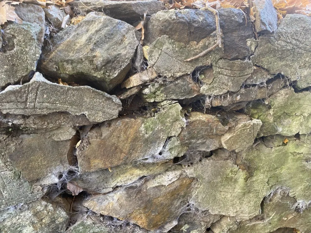 Professional yard cleanup service for year-round maintenance in Waterbury, CT by Gonzalez Landscaping & Home Care