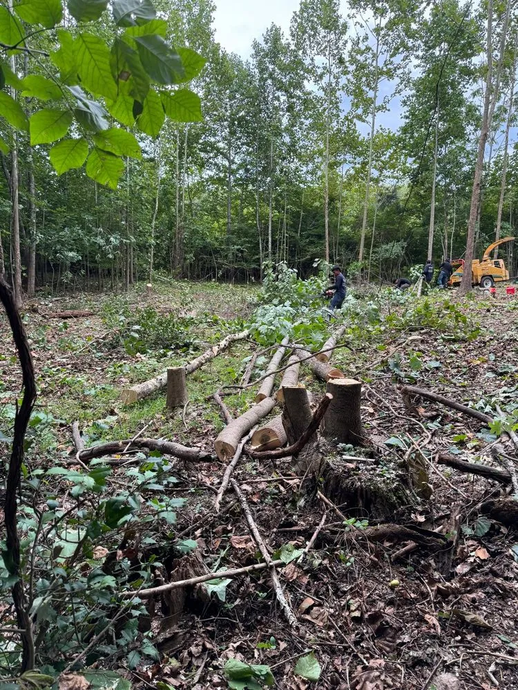 Trusted outdoor landscaping for year-round maintenance in Culpeper, VA by Gonzalez Landscaping & Tree Care