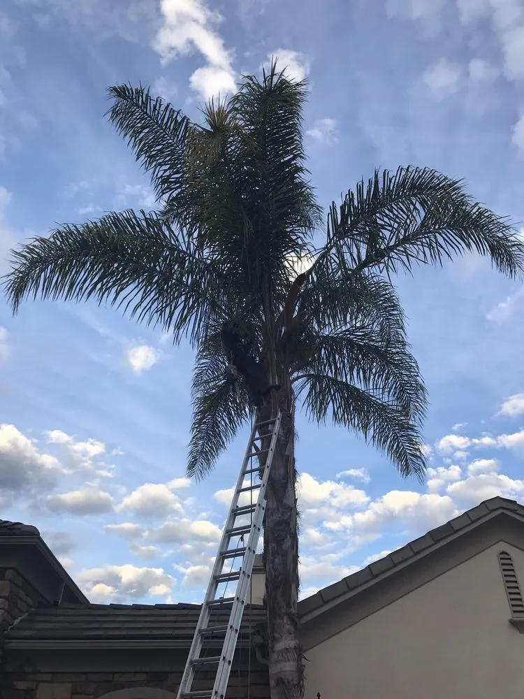 Custom lawn mowing service in Moorpark, CA by Gonzalez Landscaping & Tree Service