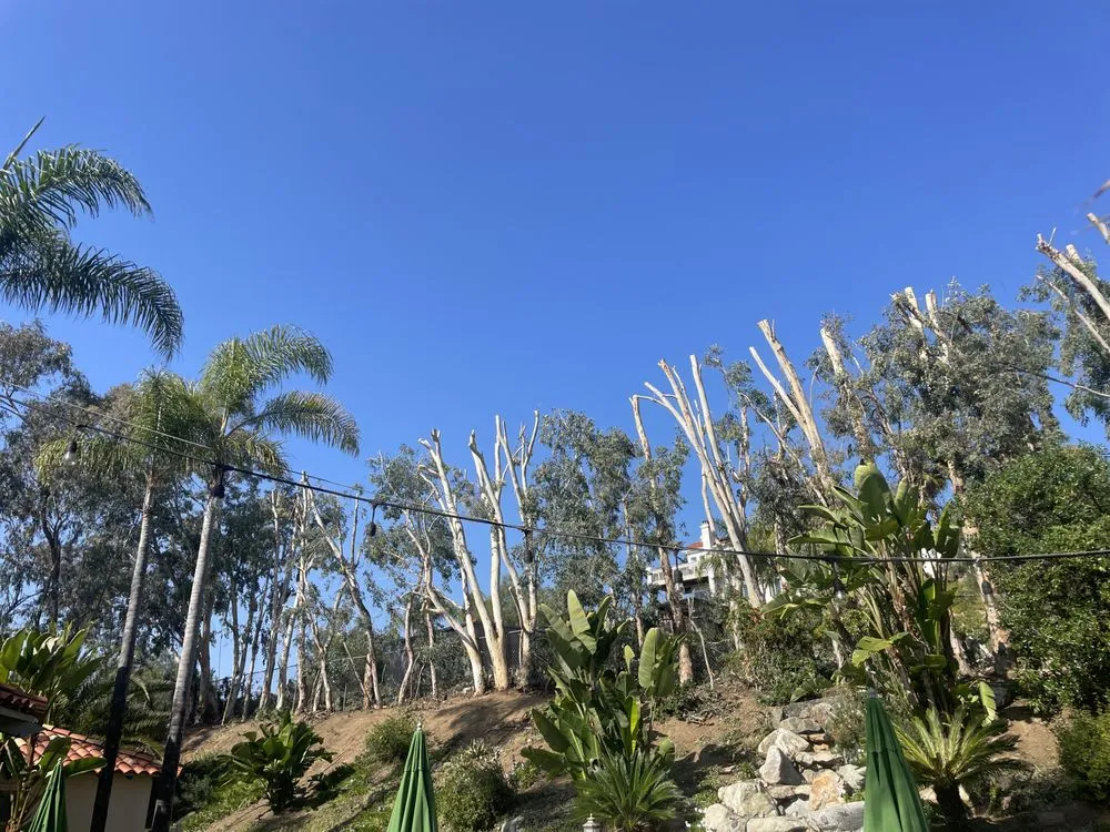 Expert residential landscaping for beautiful yards across Fallbrook, CA - Gonzalez Landscaping & Tree Services