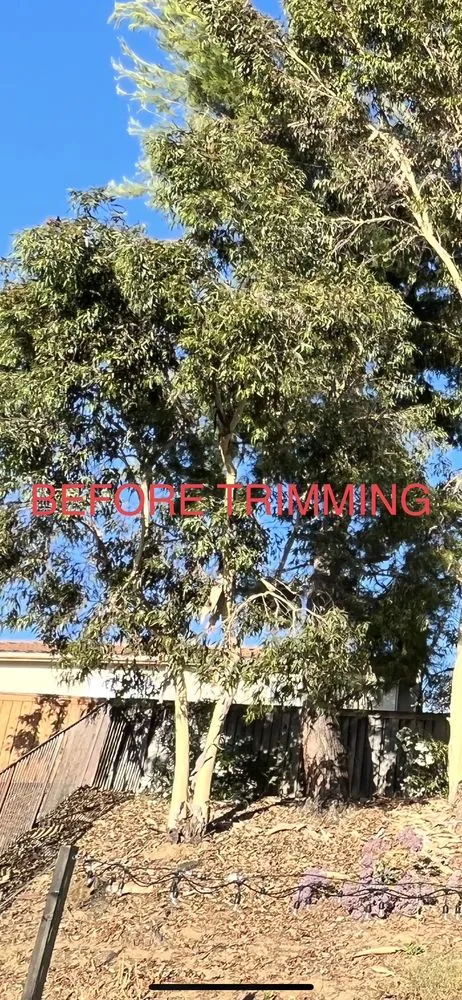 Expert lawn mowing service in Fallbrook, CA - Gonzalez Landscaping & Tree Services