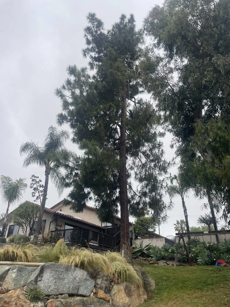 Trusted landscaping services for homes across Fallbrook, CA - Gonzalez Landscaping & Tree Services