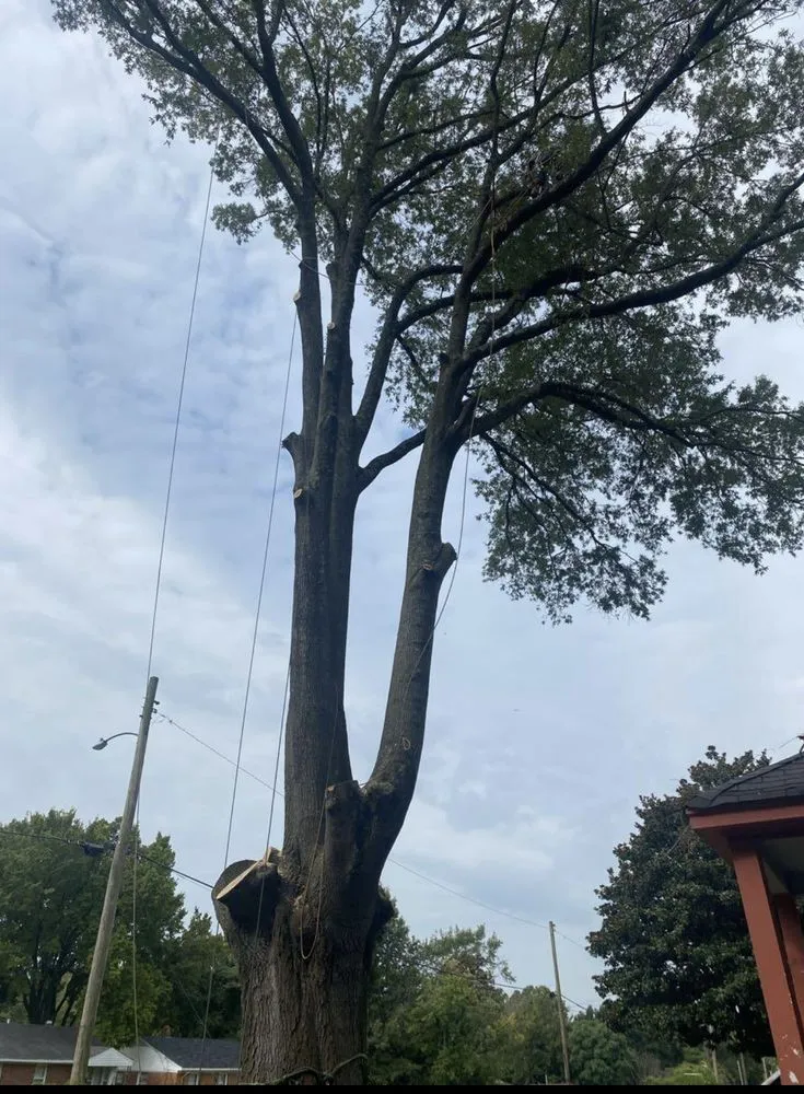 Top-rated lawn care service in Memphis, TN - Gonzalez Landscaping and Tree Services