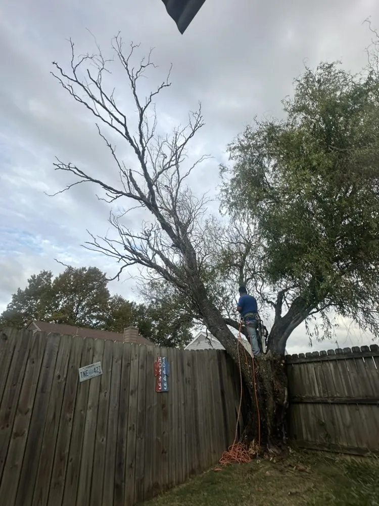 Affordable landscape design in Memphis, TN by Gonzalez Landscaping and Tree Services