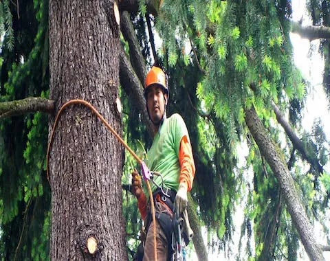 Local yard maintenance in Gresham, OR by Gonzalez Landscaping