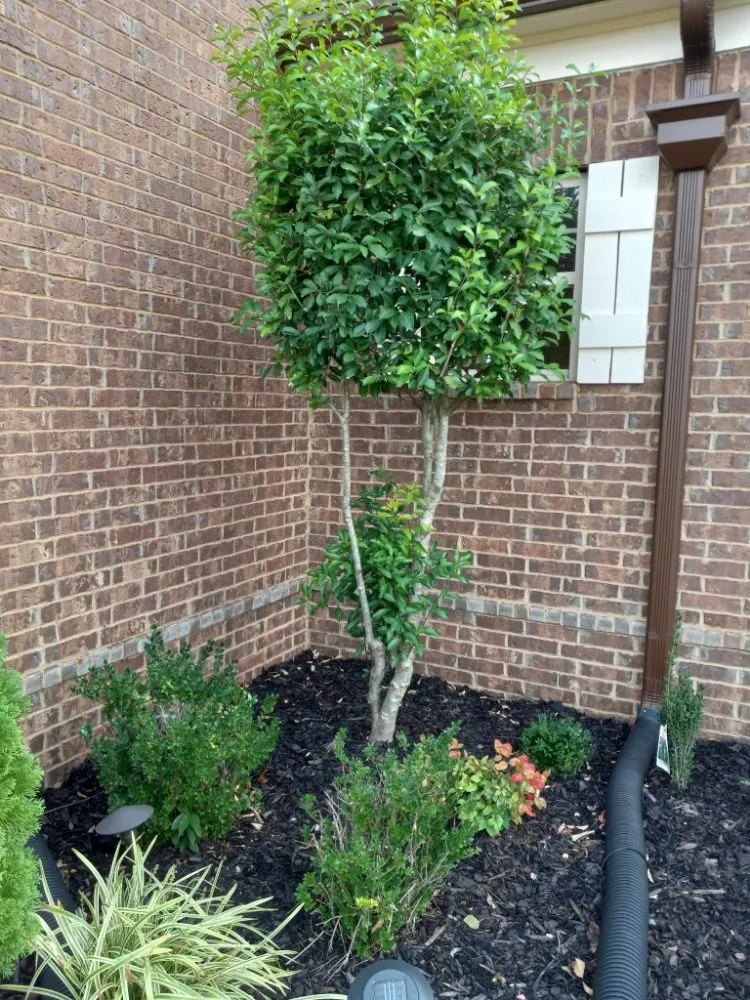 Expert lawn mowing service experts serving Memphis, TN - Gonzalez Landscaping