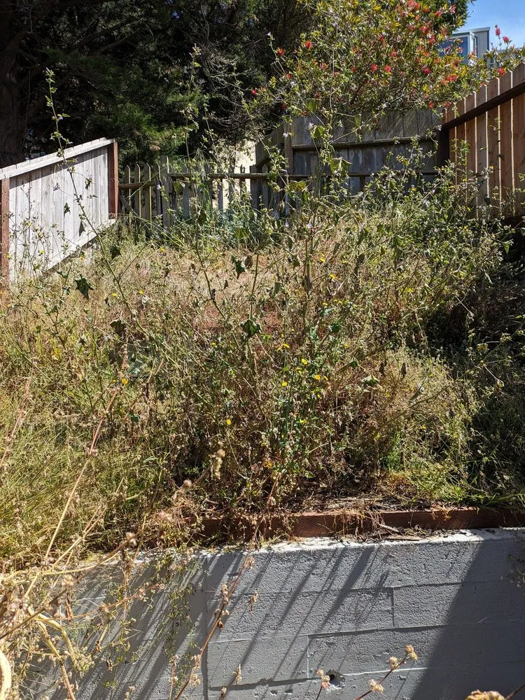 Local landscape design in San mateo, CA by Gonzalez Landscaping