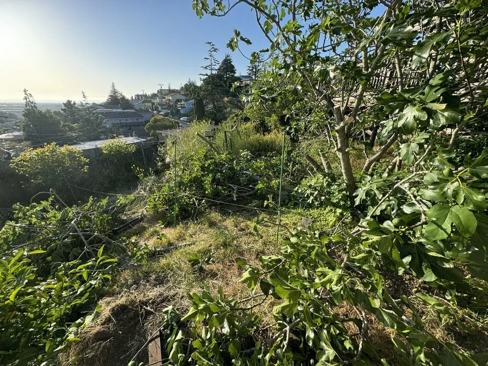 Top-rated lawn care service for beautiful yards in San mateo, CA by Gonzalez Landscaping