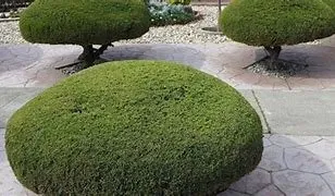 Expert residential landscaping for beautiful yards across West Chicago, IL - Gonzalez Landscaping