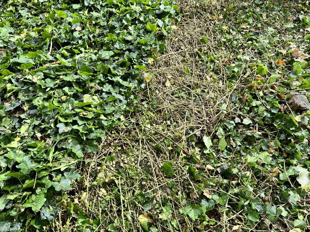 Expert yard cleanup service near you in Grand Rapids, MI by Gonzalez Lawn Impressions