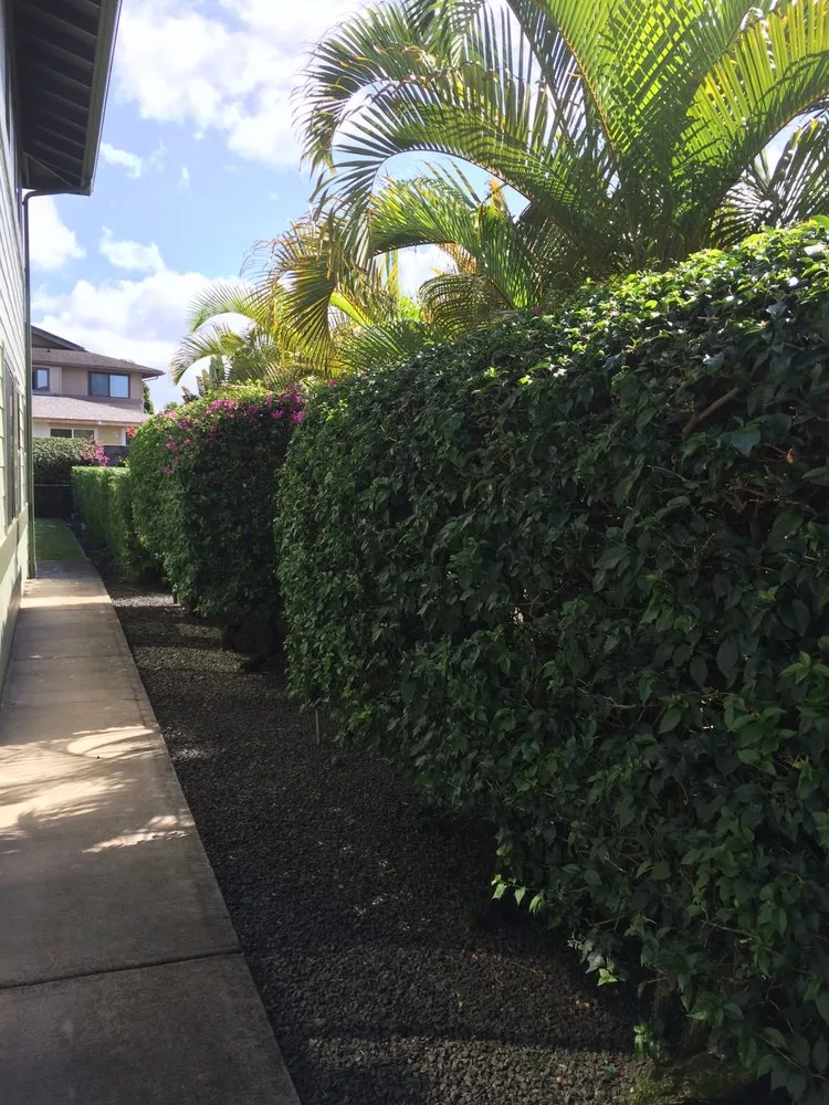 Trusted yard maintenance experts serving Honolulu, HI - Gonzalez Maintenance
