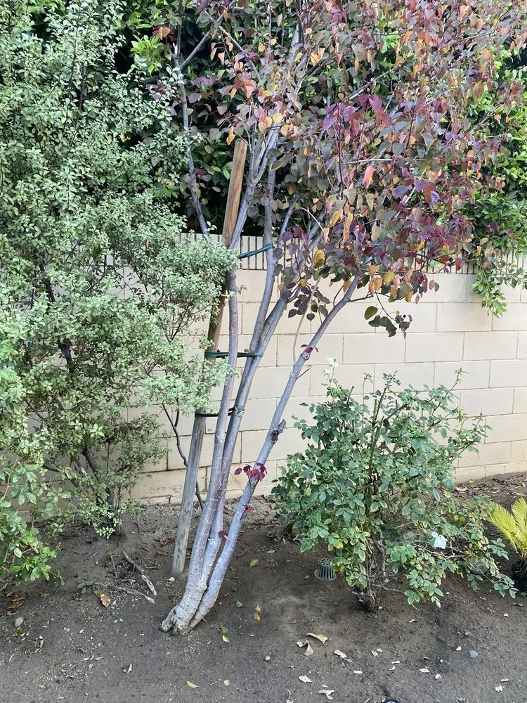 Affordable yard maintenance in Santa Ana, CA by Gonzalez Misael Landscaping