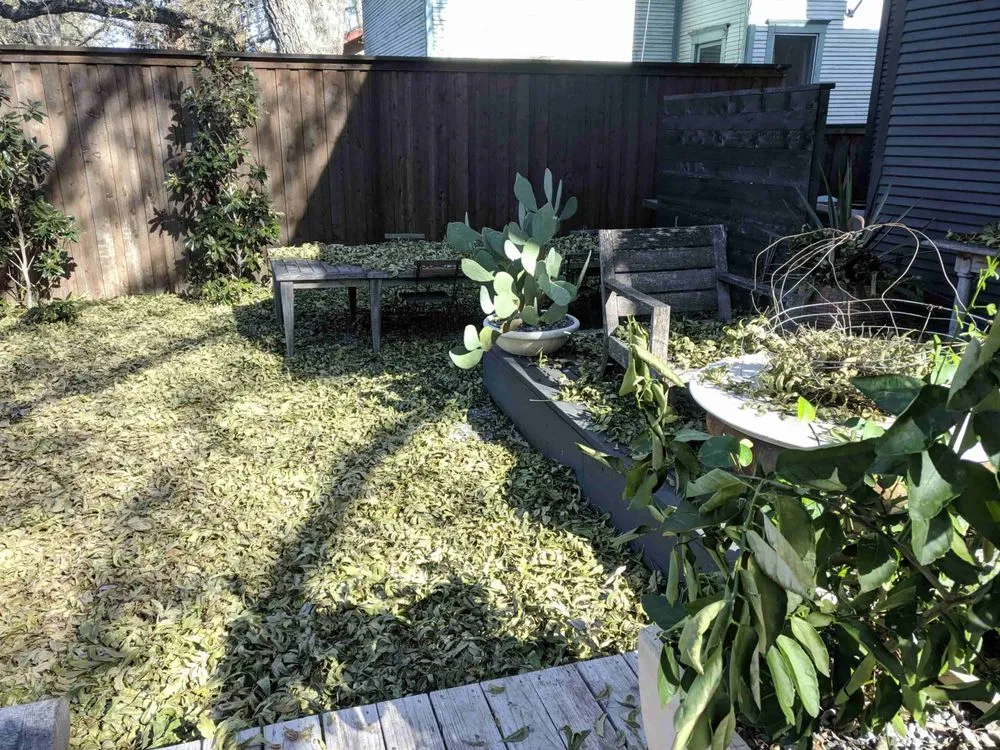 Top-rated yard cleanup service for homes in Dallas, TX by Gonzalez Professional Landscaping Services.