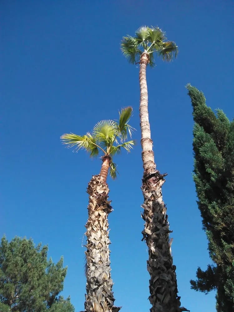 Reliable lawn care service in Phoenix, AZ - Gonzalez Tree & Palm Tree Trimming Service