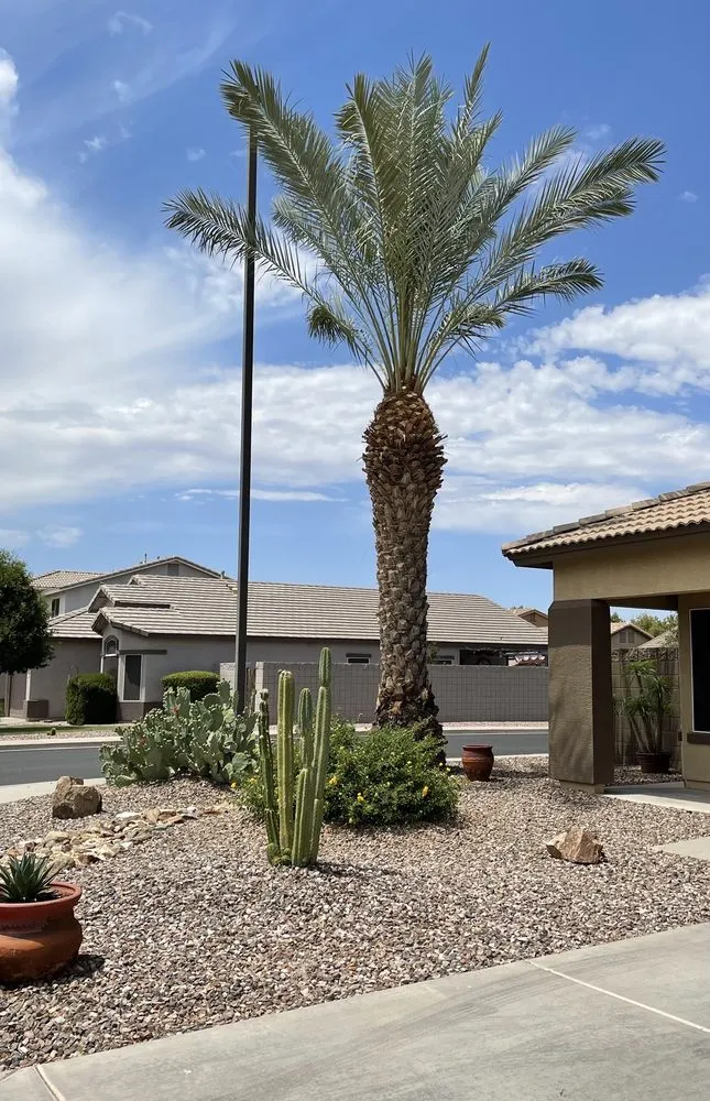 Professional lawn care service in Phoenix, AZ - Gonzalez Tree & Palm Tree Trimming Service