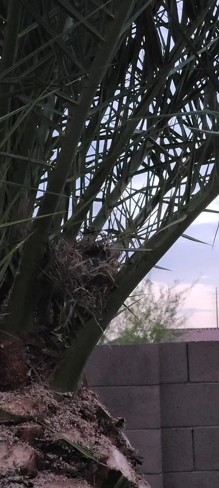 Reliable yard maintenance experts serving Phoenix, AZ - Gonzalez Tree & Palm Tree Trimming Service