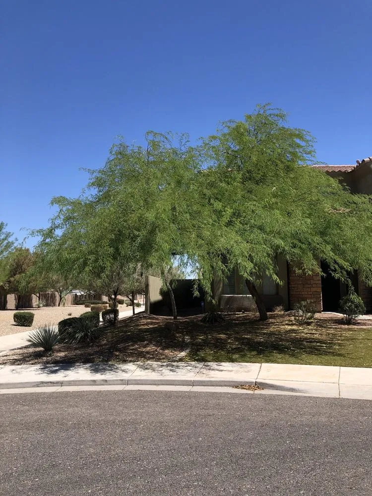 Reliable garden landscaping experts serving Phoenix, AZ - Gonzalez Tree & Palm Tree Trimming Service