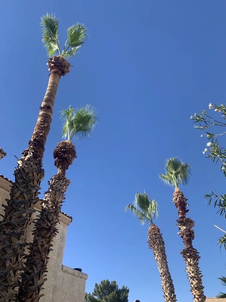 Custom outdoor landscaping in Phoenix, AZ - Gonzalez Tree & Palm Tree Trimming Service