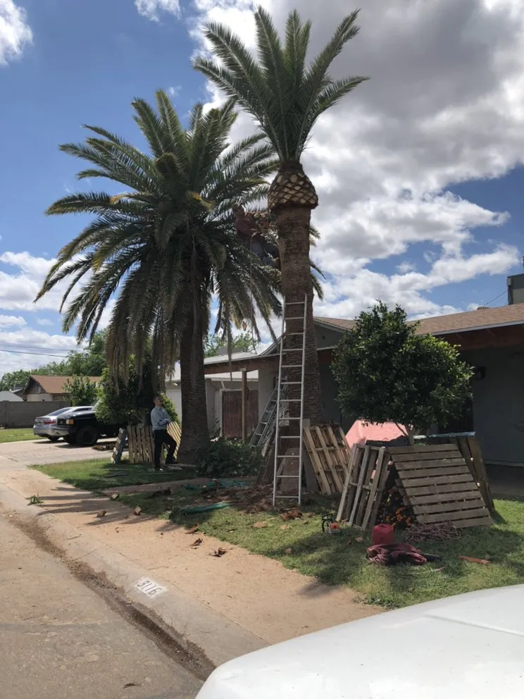 Expert outdoor landscaping with custom design in Phoenix, AZ by Gonzalez Tree & Palm Tree Trimming Service
