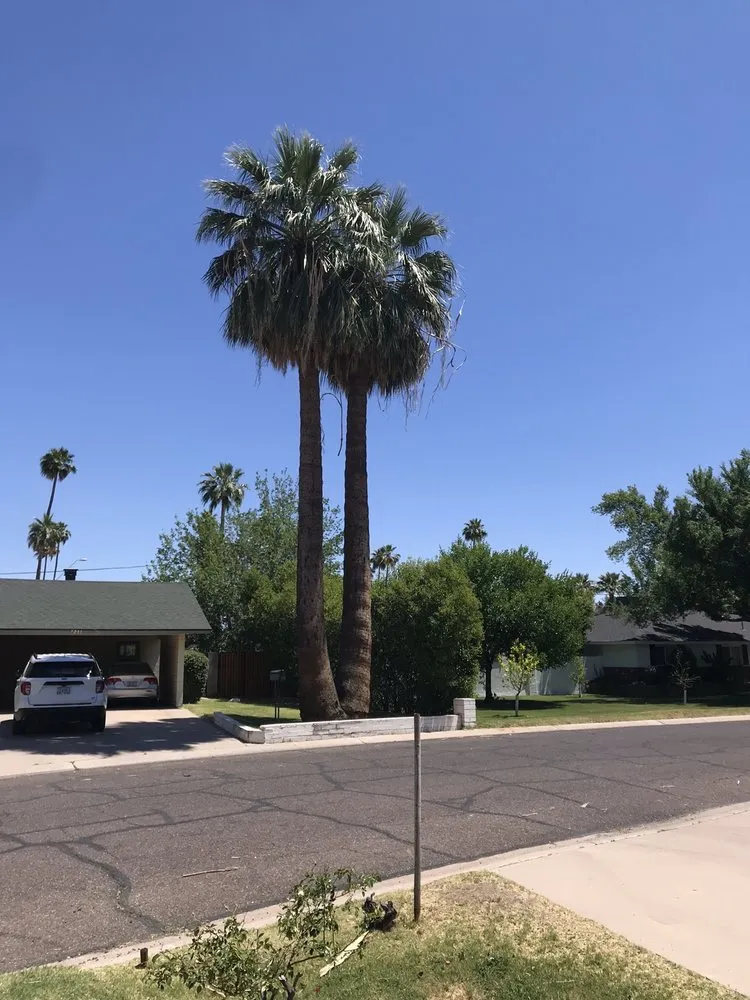 Expert lawn mowing service in Phoenix, AZ - Gonzalez Tree & Palm Tree Trimming Service