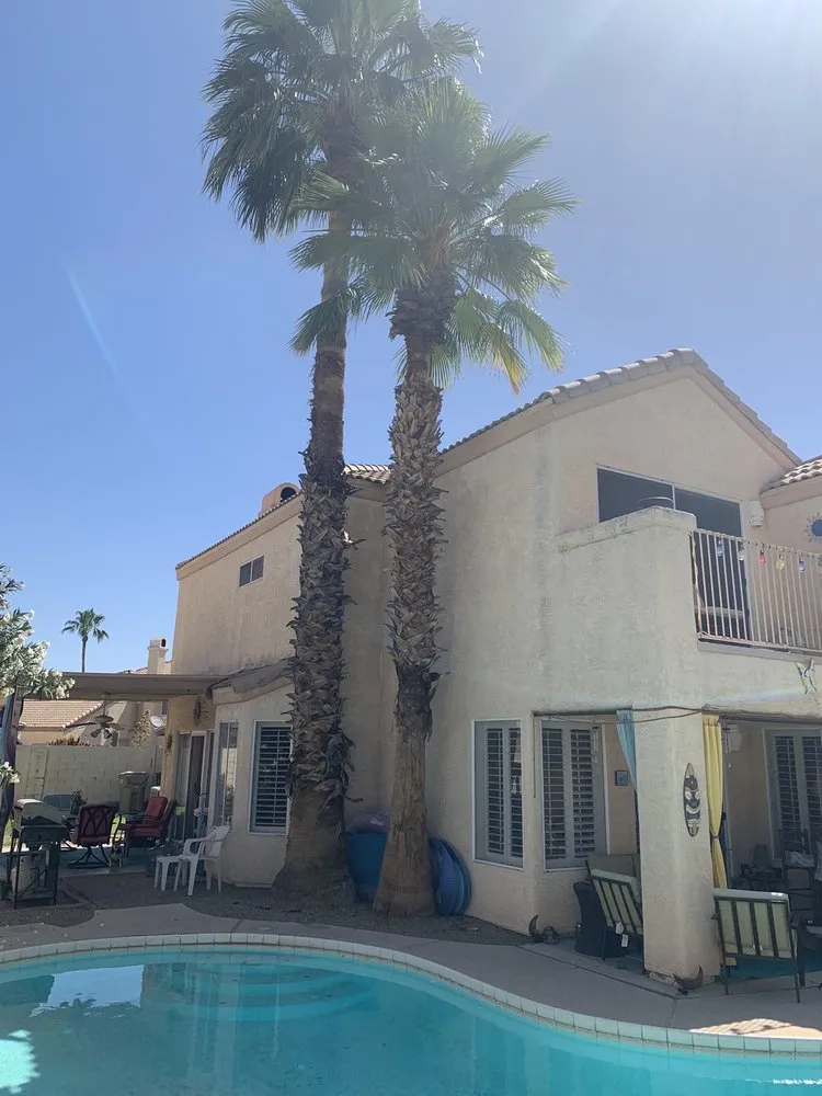 Professional yard maintenance in Phoenix, AZ by Gonzalez Tree & Palm Tree Trimming Service