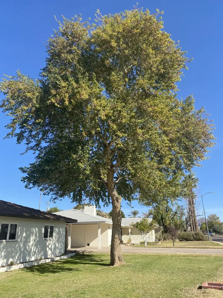 Local yard cleanup service experts serving Phoenix, AZ - Gonzalez Tree & Palm Tree Trimming Service