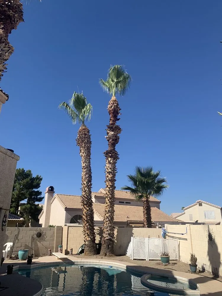 Top-rated outdoor landscaping near you in Phoenix, AZ by Gonzalez Tree & Palm Tree Trimming Service