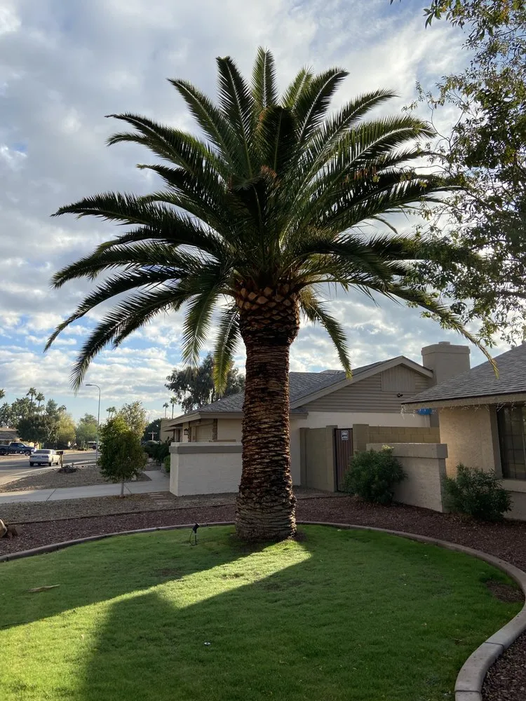 Top-rated lawn care service for homes in Phoenix, AZ by Gonzalez Tree & Palm Tree Trimming Service