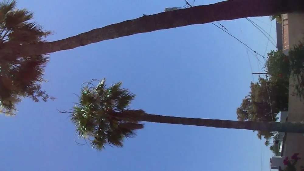 Top-rated yard cleanup service for residential properties in Phoenix, AZ by Gonzalez Tree & Palm Tree Trimming Service