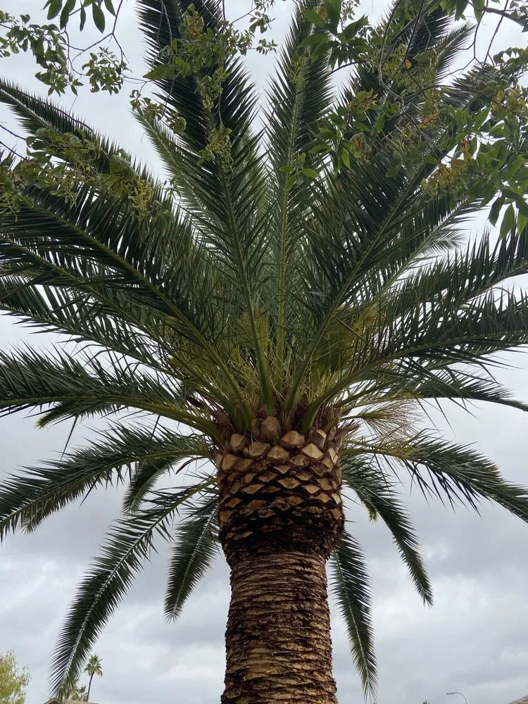 Custom yard cleanup service in Phoenix, AZ - Gonzalez Tree & Palm Tree Trimming Service