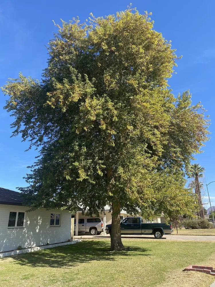 Custom landscaping services for beautiful yards in Phoenix, AZ by Gonzalez Tree & Palm Tree Trimming Service
