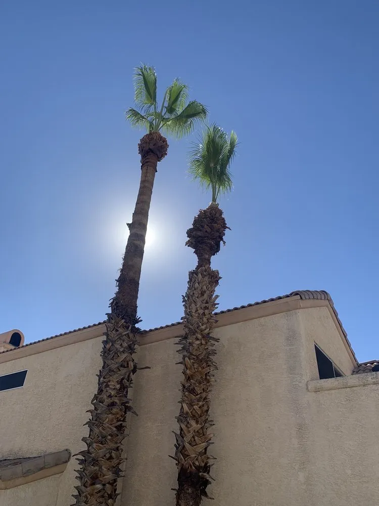 Top-rated yard cleanup service experts serving Phoenix, AZ - Gonzalez Tree & Palm Tree Trimming Service