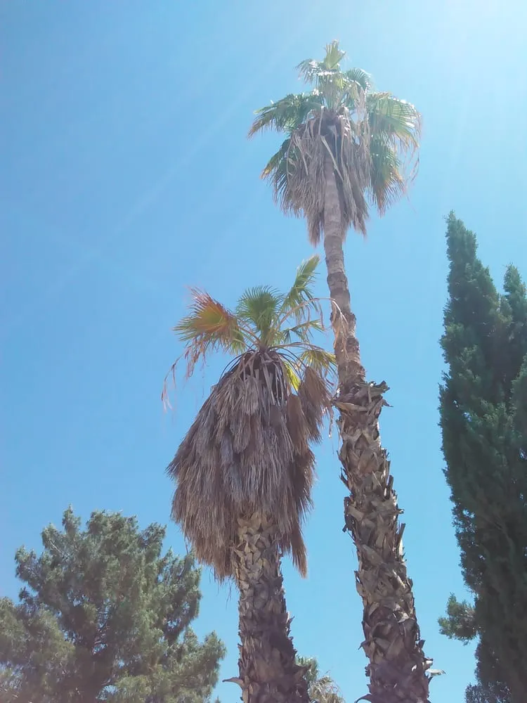 Top-rated landscaping services experts serving Phoenix, AZ - Gonzalez Tree & Palm Tree Trimming Service