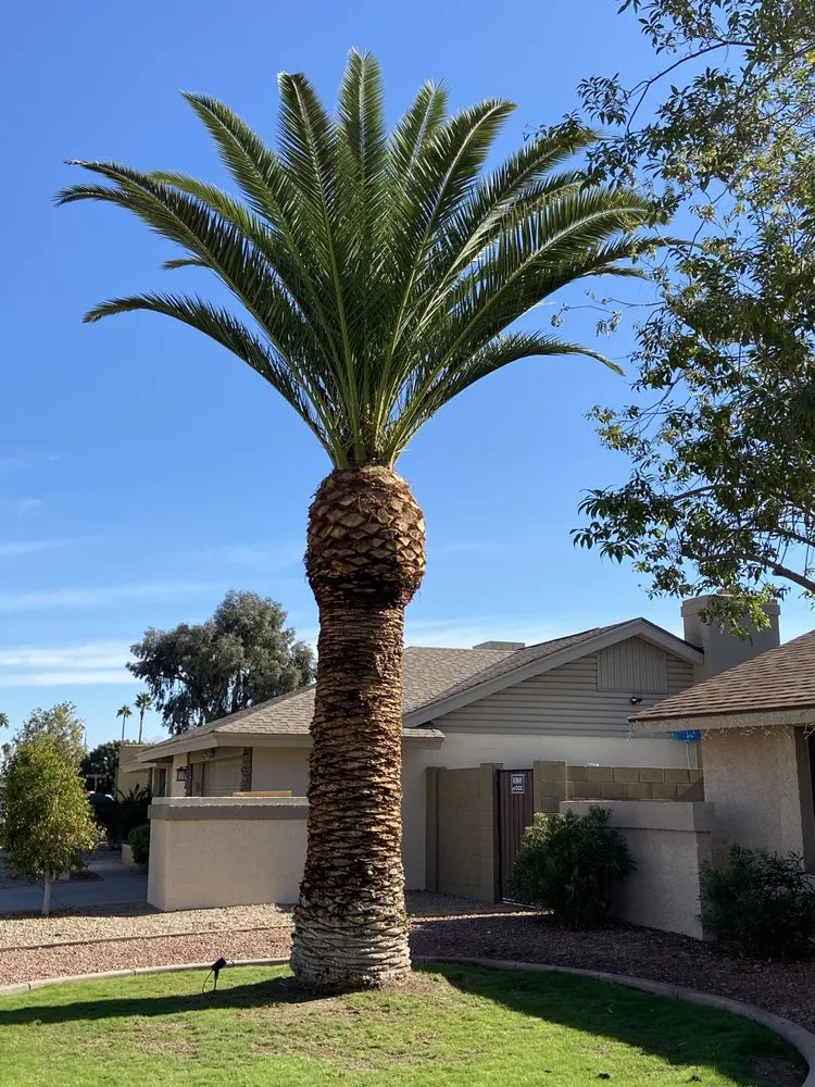Expert residential landscaping in Phoenix, AZ - Gonzalez Tree & Palm Tree Trimming Service