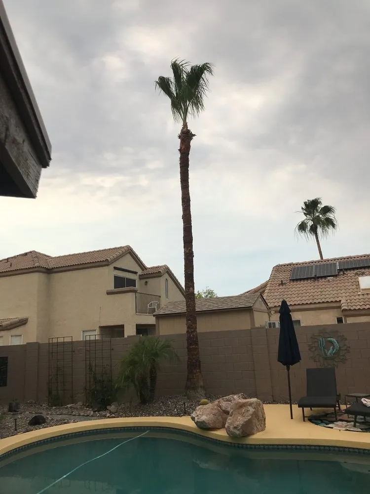 Professional yard maintenance in Phoenix, AZ by Gonzalez Tree & Palm Tree Trimming Service
