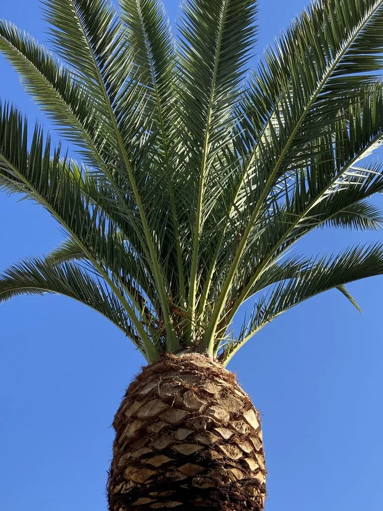 Professional outdoor landscaping in Phoenix, AZ by Gonzalez Tree & Palm Tree Trimming Service