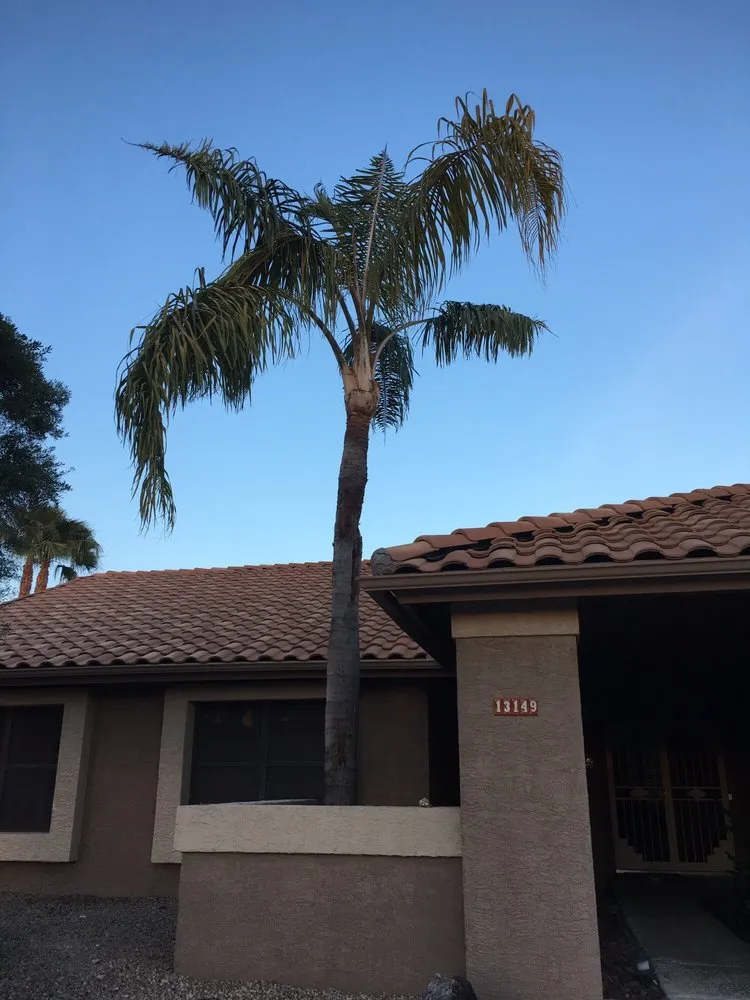 Local landscape installation in Phoenix, AZ - Gonzalez Tree & Palm Tree Trimming Service