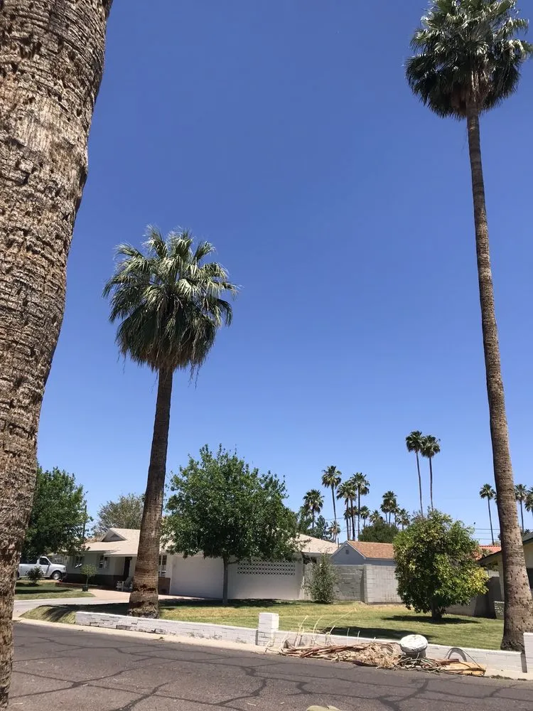 Expert lawn care service experts serving Phoenix, AZ - Gonzalez Tree & Palm Tree Trimming Service