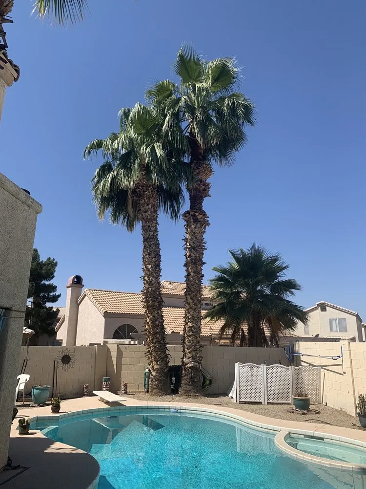 Professional yard maintenance in Phoenix, AZ by Gonzalez Tree & Palm Tree Trimming Service