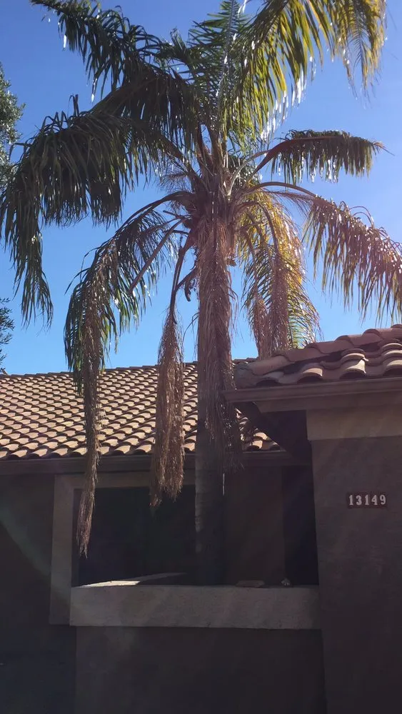 Reliable yard cleanup service in Phoenix, AZ - Gonzalez Tree & Palm Tree Trimming Service