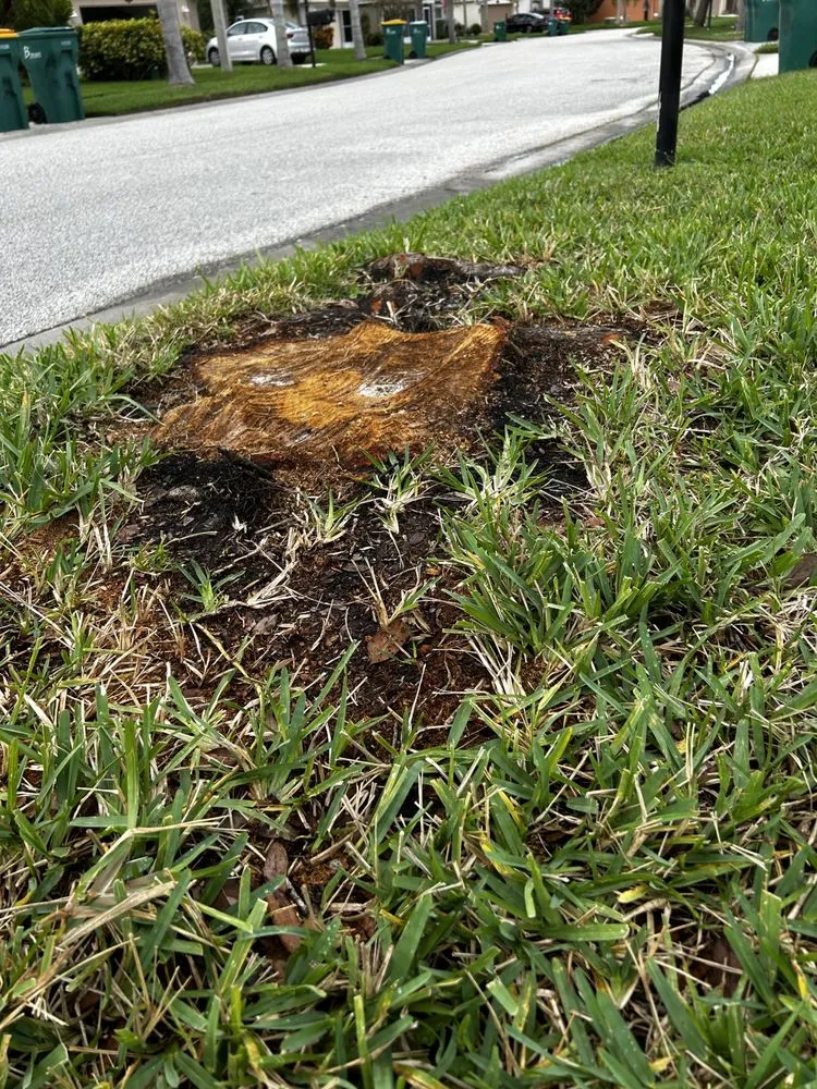 Professional yard maintenance in Palm Bay, FL - Gonzalez tree service & landscape