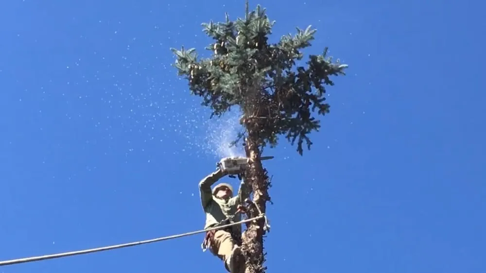 Reliable yard cleanup service with custom design in Yakima, WA by Gonzalez Tree Service