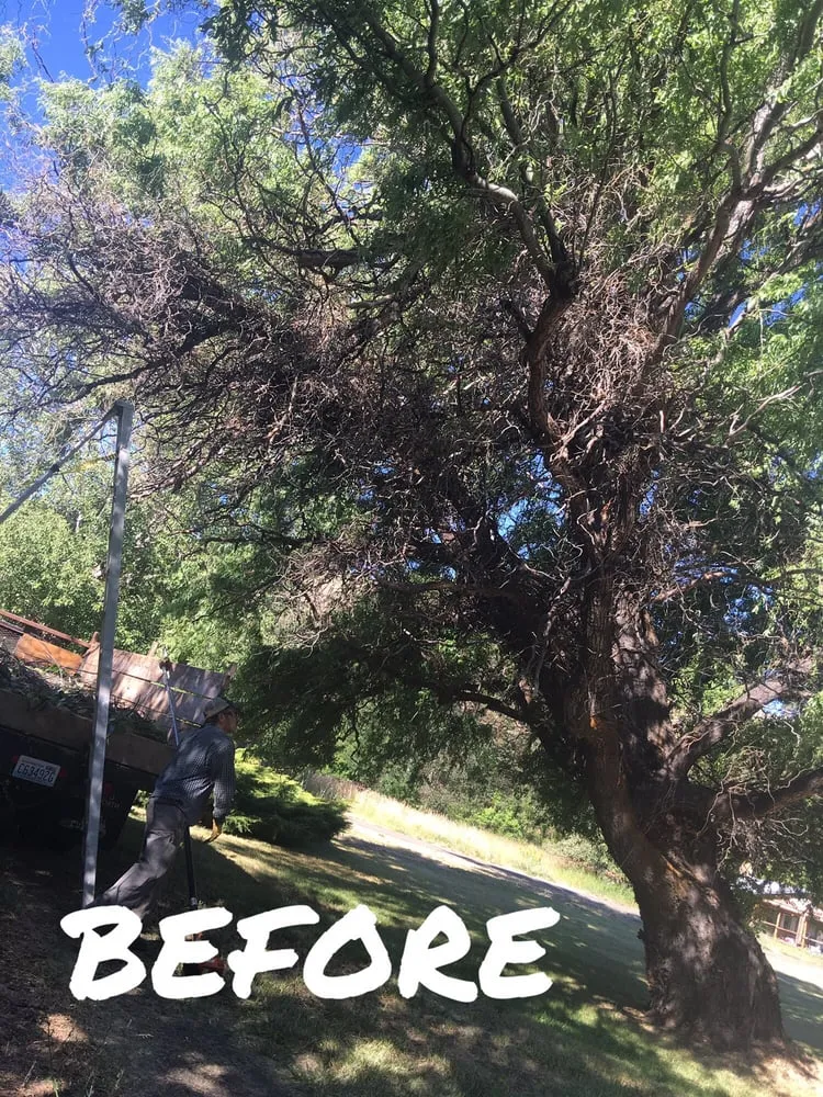 Top-rated landscape design experts serving Yakima, WA - Gonzalez Tree Service