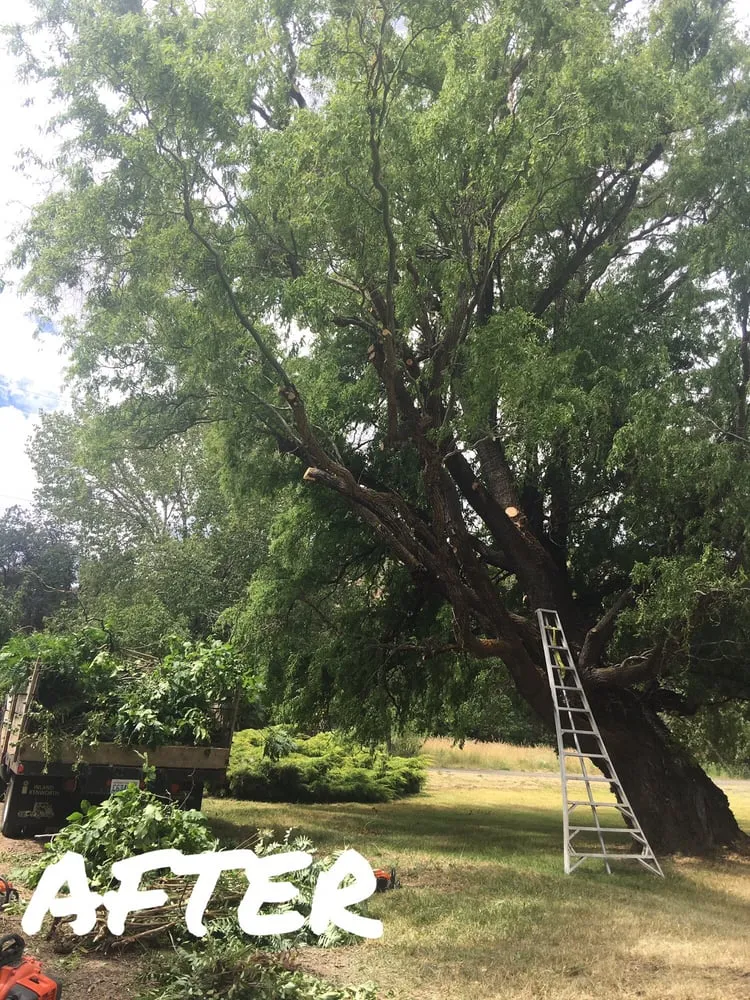 Expert residential landscaping in Yakima, WA by Gonzalez Tree Service