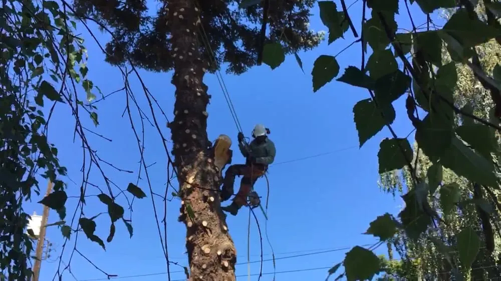 Top-rated outdoor landscaping in Yakima, WA by Gonzalez Tree Service