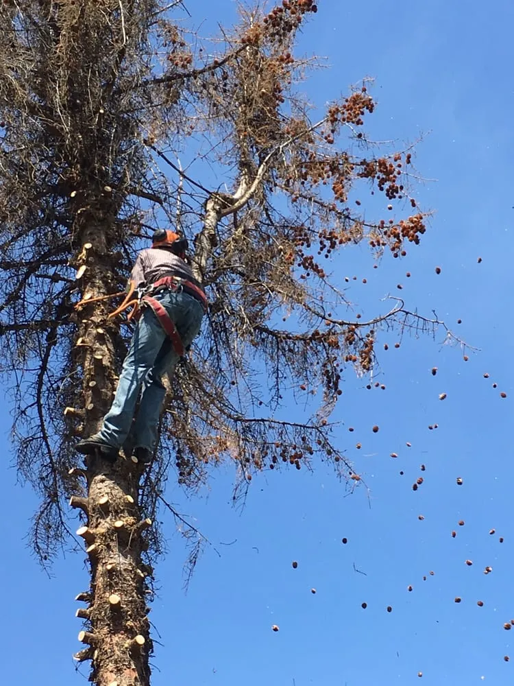 Trusted yard cleanup service for beautiful yards in Yakima, WA by Gonzalez Tree Service