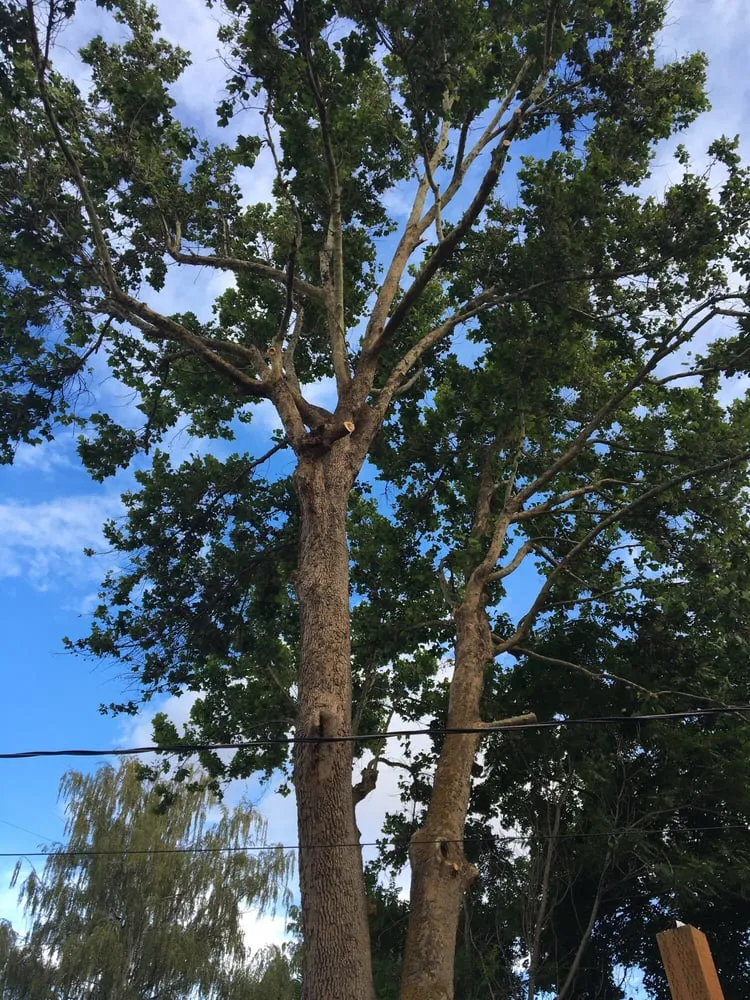 Reliable residential landscaping experts serving Yakima, WA - Gonzalez Tree Service