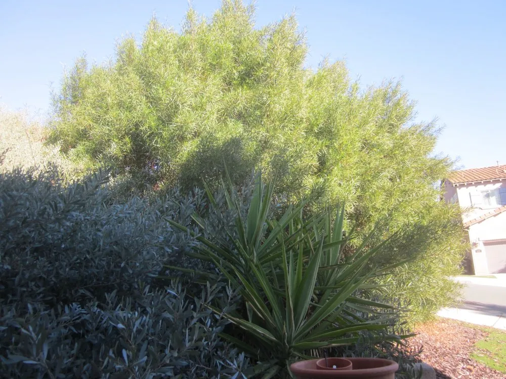 Custom garden landscaping for outdoor upgrades across Escondido, CA - Gonzalez’s Tree Services And Landscaping